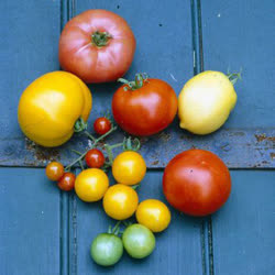 18-tomatoest.jpg