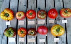 19-tomatoest.jpg