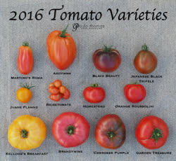 21-tomatoest.jpg