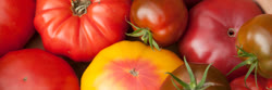 27-tomatoest.jpg