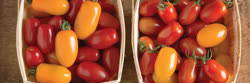 30-tomatoest.jpg