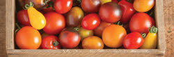 33-tomatoest.jpg