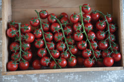 35-tomatoest.jpg