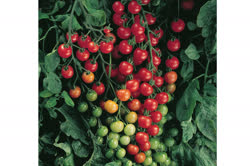 37-tomatoest.jpg