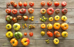 43-tomatoest.jpg