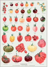 44-tomatoest.jpg