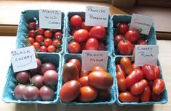 45-tomatoest.jpg