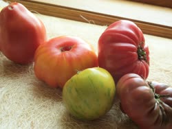 47-tomatoest.jpg