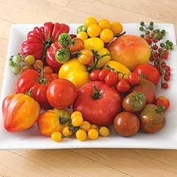 53-tomatoest.jpg
