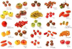 55-tomatoest.jpg