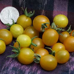 01-cheesmanii_galapagost.jpg