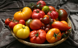 02-tomatoest.jpg
