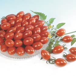 03-tomatoest.jpg