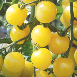 01-yellow_cherryt.jpg