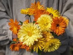 02-calendula-pacific-beautyt.jpg