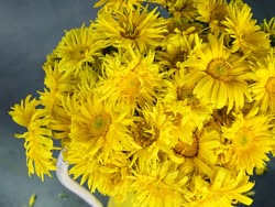 calendula-yellow-porcupinet.jpg
