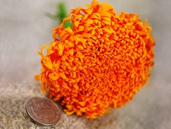 Marigold-Spun-Oranget.jpg