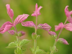 01-Salvia-Pink-Sundayt.jpg