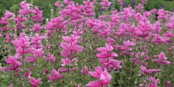 02-Salvia-Pink-Sundayt.jpg