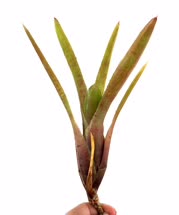 01-pauciflora-x-wilsonianat.jpg