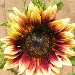 01-sunflowert.jpg