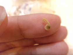 15 - bp sprout leaves first