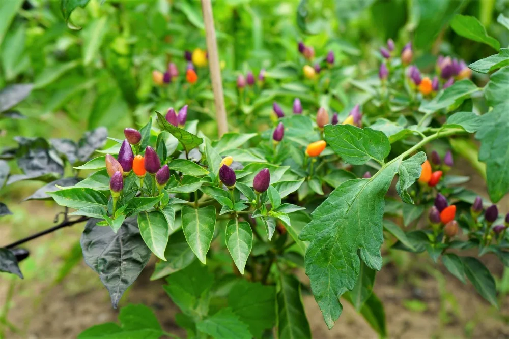 Chinese-5-color-peppers.jpg