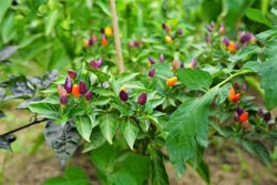 Chinese-5-color-peppers.jpgt.jpg