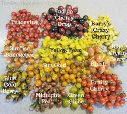 seed-starting-cherry-tomatoest.jpg