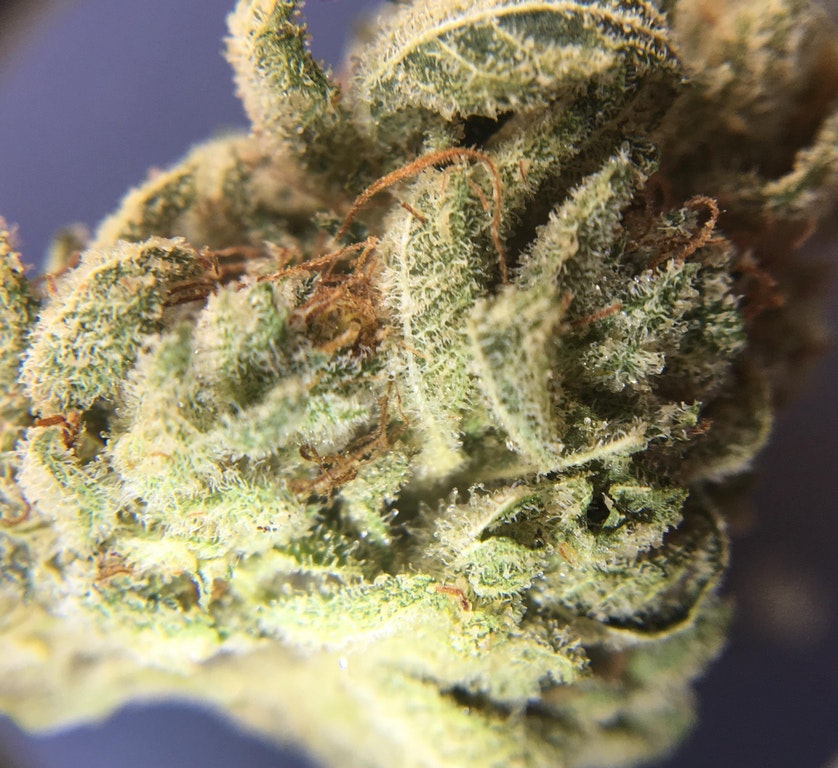  Gorilla Glue No. 4