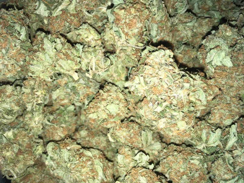 king kush 100