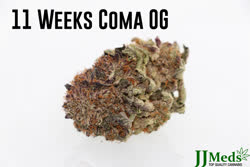 11-Weeks-Coma-OG-1-flower-September-07-2017_01t.jpg