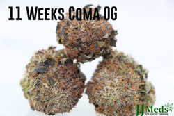 11-Weeks-Coma-OG-3-flower-September-07-2017t.jpg