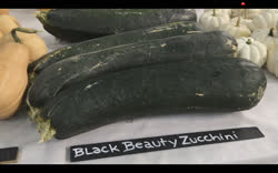 black_beauty - Black Beauty Zucchini 