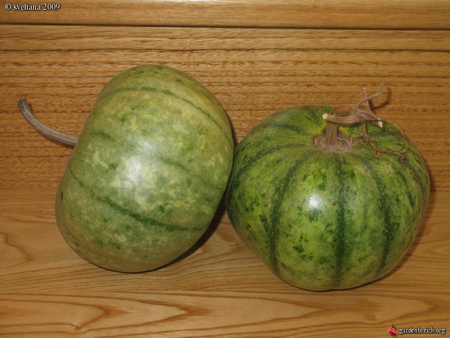 Melon Gourd